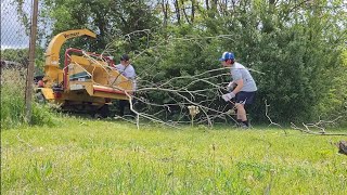 #53 Chipping Black Walnut Branches with Vermeer BC700 XL Chipper