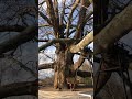 610 years old tree