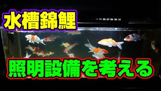 【汚池再生計画】水槽で錦鯉を飼育すると、ある問題が・・・＃錦鯉池#koipond #koi