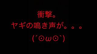 爆笑動画 衝撃のヤギの鳴き声！ 喋ってる？ キレてる？笑 おもしろ 山羊 羊