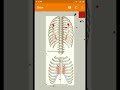 SubCostalis and SternoCostalis Thorax