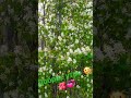 Доброе утро 🌞🌺💞 доброеутро красота весна счастье солнце радость оттатьяныслюбовью