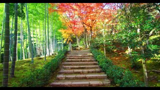 [京都の紅葉特集] 常寂光寺(autumn leaves at the Jojakko-ji Temple in Kyoto) [4K] [癒し音楽BGM付]