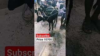 ஓமலூர் ஆட்டு சந்தை ll சனிக்கிழமை கிழமை ll சேலம் ll Omalur goat market ll