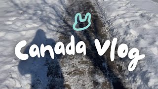 canada vlog 🇨🇦 강한 자만이 살아남는 캐나다 일상