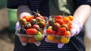 Biei, Hokkaido: Harvesting Organic Mini Tomatoes at Nitta Farm.(北海道,美瑛,ミニトマト収穫体験,2024/9)