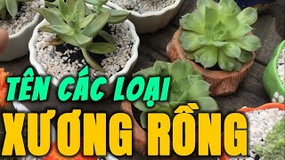 Phân Biệt Các Loại Cây Xương Rồng, Tên Cây Xương Rồng