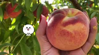 เก็บลูกพีชสดๆ จากสวน | Red heaven Peach U pick | เลี้ยงลูกในอเมริกา | chmookchmook