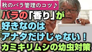 【バラの育て方】秋のバラ管理のコツ♪バラの「香り」が好きなのはアナタだけじゃない！カミキリムシの幼虫対策（2022年9月23日）