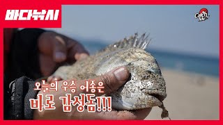 감성돔 한 마리에 5000만원?!