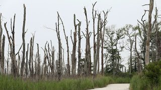 ‘Ghost Forests’ Are Emerging Along the Atlantic Coast