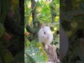 Funny Bunny Climbing a Tree 🌳 #BunnyFun