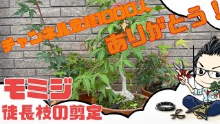 Mini bonsai Yamamomiji (japanese maple) Pruning of long branches