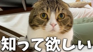 垂れ耳スコを飼う前に知っておいて欲しいこと🐈【スコティッシュフォールド】