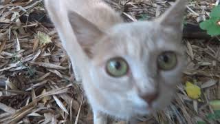 Cat in bamboo thicket (i 00294)