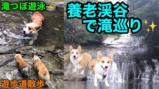 絶景‼️マイナスイオン溢れる養老渓谷で滝巡り✨　Corgi brother and sister waterfall tour \