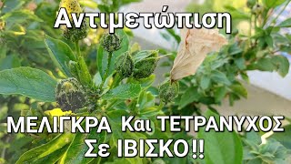 ΙΒΙΣΚΟΣ - Αναλυτικός Οδηγός Για Την Φροντίδα Του Ιβίσκου Από Μελίγκρα Και Τετράνυχο. Greek Garden