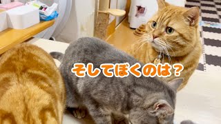 ごはんを忘れられたと勘違いして哀しそうな表情をするパパ猫。