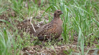 座間のコリンウズラ（雌）その１（4K60P動画）