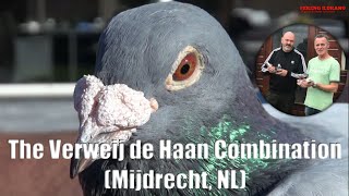 Invaluable Breeder for the International \u0026 National Competition - VERWEIJ - DE HAAN COMBINATION