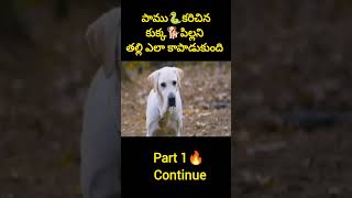 పాము🐍కరిచినకుక్క🐕పిల్లని తల్లి🐕‍🦺 ఎలా కాపాడుకుంది? #shorts #ytshorts