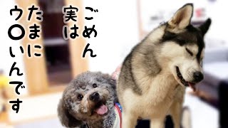 全力で甘えるトイプードルに意地でも眠りつくシベリアンハスキー犬 Husky Toypoodle #Shorts#短い動画#ショート動画