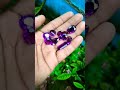 natural amathis gemstone ස්වභාවික ඇමතිස් මැණික් පෙබරවාරි මාසයේ උපන් අයට පැළදීමට යෝජිත මැණික් ගලකි