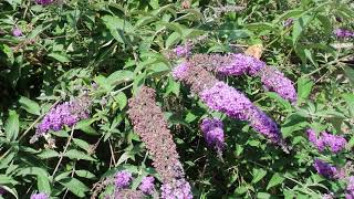 Koninginnepage..Vlinderstruiken. Bloemen..Plant ze voort.