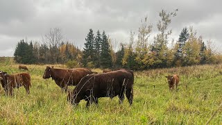 Evaluating late season pasture conditions