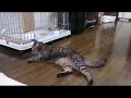 【猫 おもしろ芸】funny cat video　お手、おかわり、伏せ、おすわり、バーンの連続芸　ちゃめし