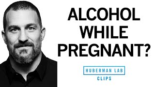Is Some Alcohol OK During Pregnancy? | Dr. Andrew Huberman