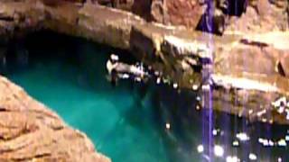 African Penguin swimming at the NE Aquarium