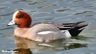 ヒドリガモの鳴き声【野鳥観察 鳥の鳴き声 バードウォッチング 池・川辺の鳥】Anas penelope Linnaeus / Eurasian wigeon