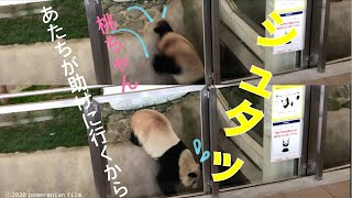 (Panda video)[11/6 📷 Ouhin 🌸 Dive! I'm going to go help you, Tou-chan!]Sisterhood ❤️ / freeze / 