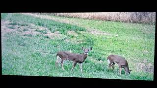 Thorn broadheads suck 😅