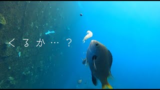 【八丈島・神湊港】VS　なんちゃらスズメダイ【水中映像で学ぶ釣り】