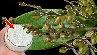 Just rice! The weakest orchid grows 1001 roots and blooms super flowers