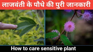 लाजवंती के पौधे की पुरी जानकारी | How to care sensitive plant