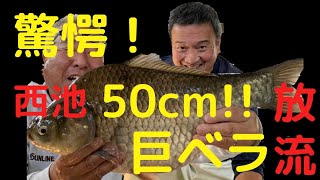 【後藤田Gチャンネル】へらぶな釣り／へら釣り西池／50cm？！／巨ベラ放流！！／後藤田G師匠が駆けつけた！