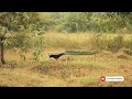 journey to katarniya ghat wildlife sanctuary katarniaghat wildlife sanctuary bahraich palia kalan