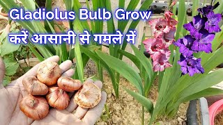 Gladiolus Bulb Grow करें गमले में । How to grow gladiolus Bulb / How to grow galdiolus corm in hindi