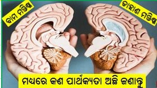 ବ୍ରେନ କିପରି କାମକରେ, ବାମ ଓ ଡାହାଣ ବ୍ରେନ ମଧ୍ୟରେ କଣ ପାର୍ଥକ ଅଛି ଜାଣନ୍ତୁ