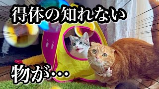 初めて見た物体に子猫達の反応が可愛すぎました笑【保護猫】