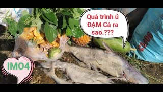 IMO4 & QUÁ TRÌNH Ủ ĐẠM CÁ 🦈🍍🥒🌿  RA SAO ???