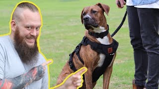 Don't Make These MISTAKES With Your Dog!