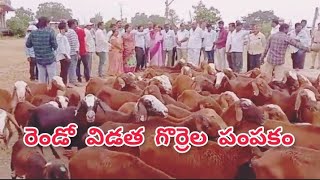 రెండో విడత గొర్రెల పంపకం