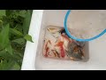 Unique Catching Catfish Protects Eggs, Ornamental Fish, Koi, Goldfish, Turtles, Guppies  Fish Video
