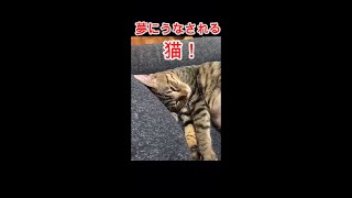 【衝撃映像】猫が夢を見ている映像