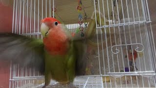 コザクラインコ・モアちゃん、水浴び後の高速お羽根パタパタがかわいい♫