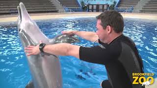 Cetacean Welfare Study Findings